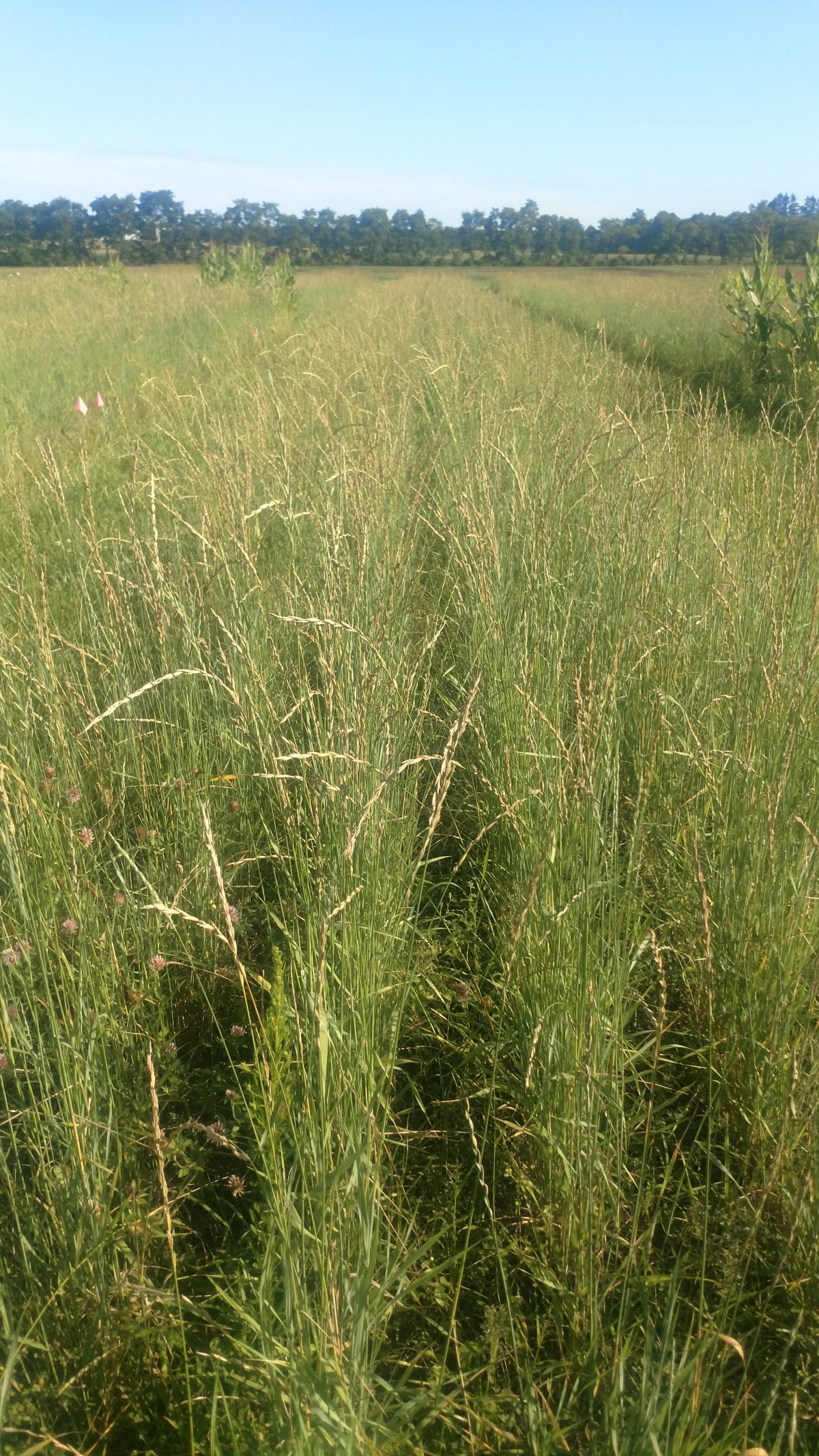 Research Forages and Perennial Grains